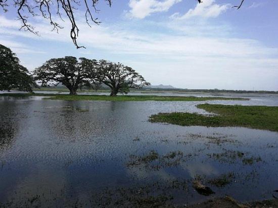Olivia Homestay Anuradhapura Buitenkant foto