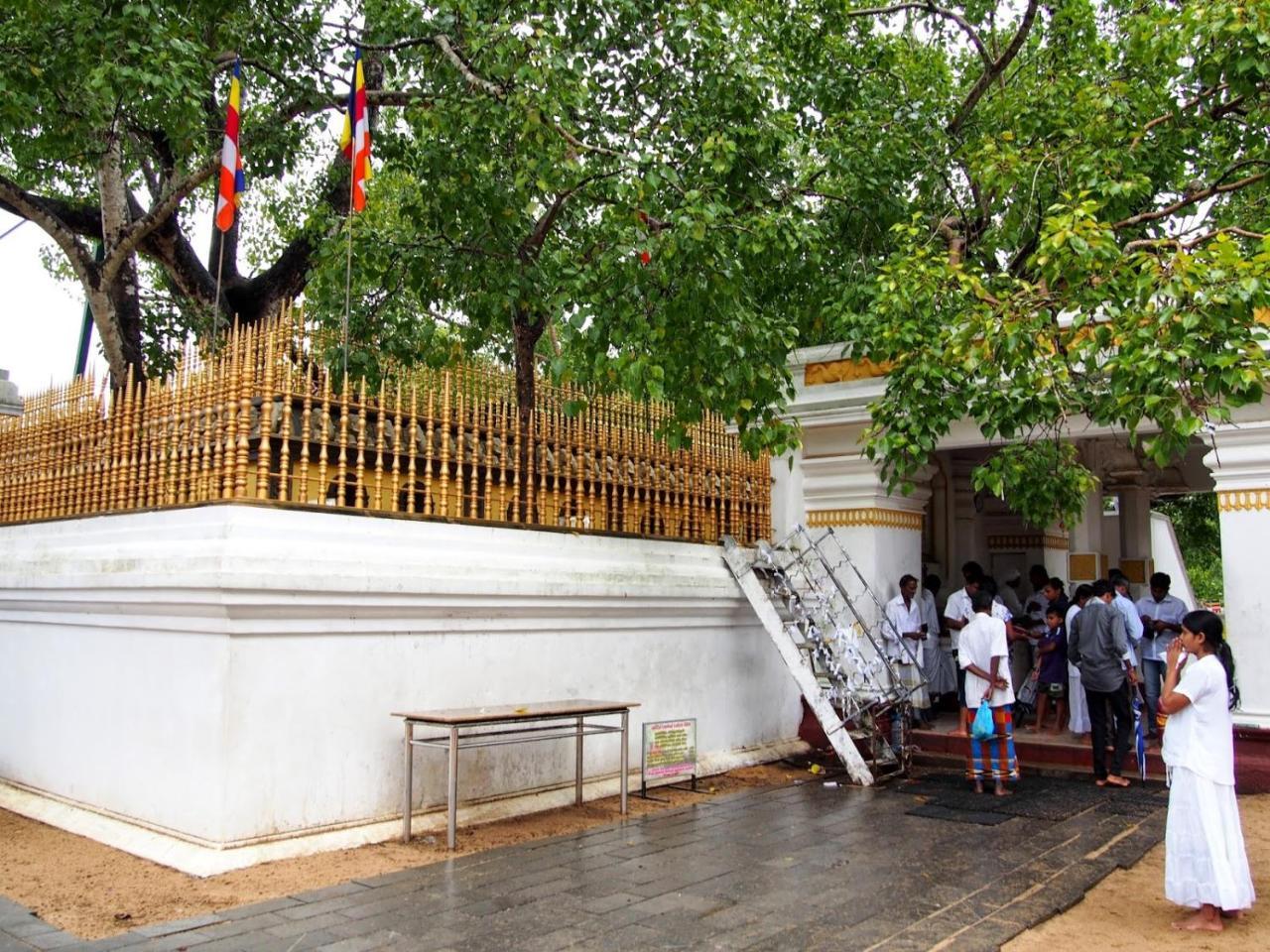 Olivia Homestay Anuradhapura Buitenkant foto